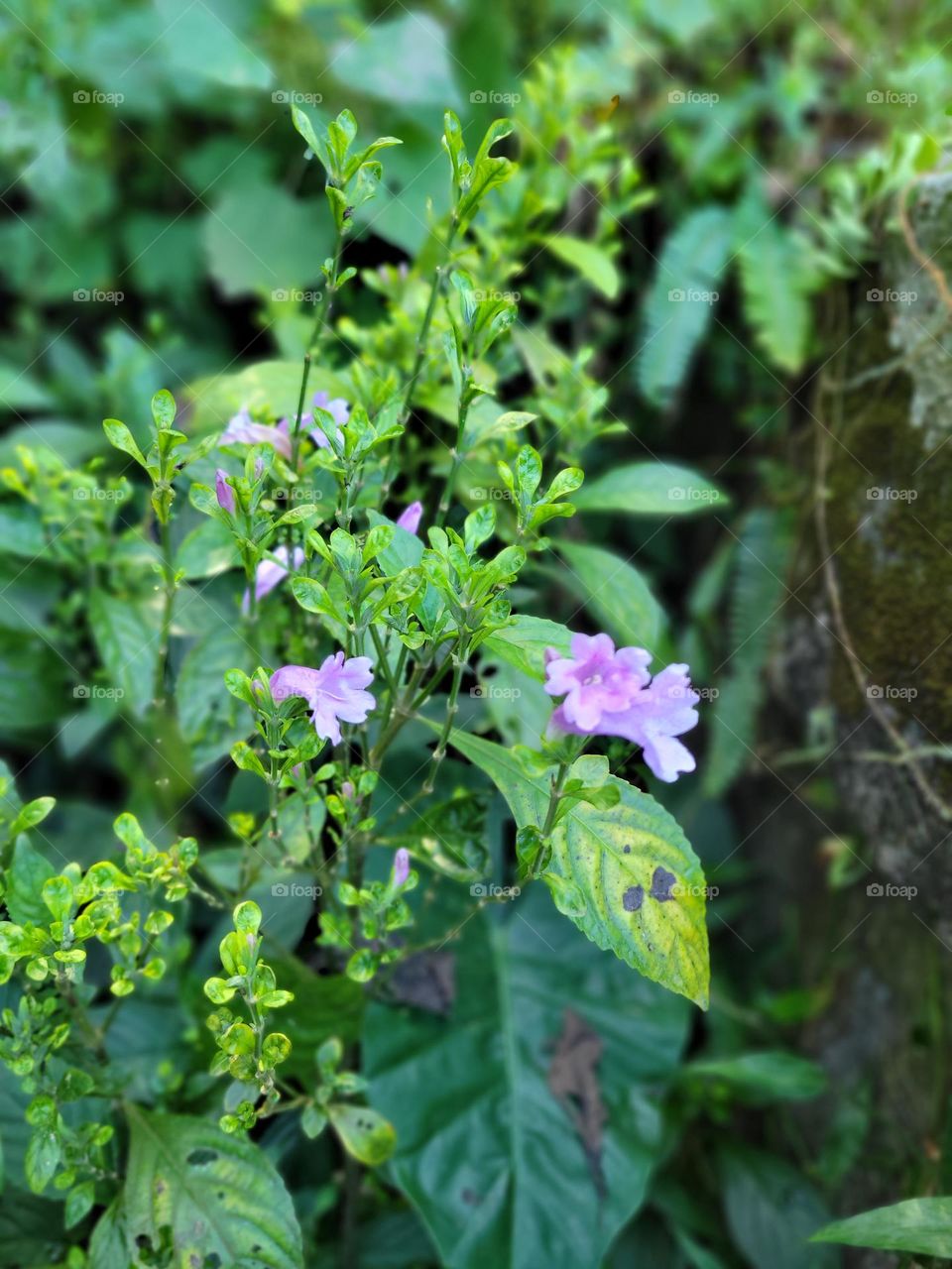 Pink Flowers and green leaves at Kadoorie Farm Hong Kong