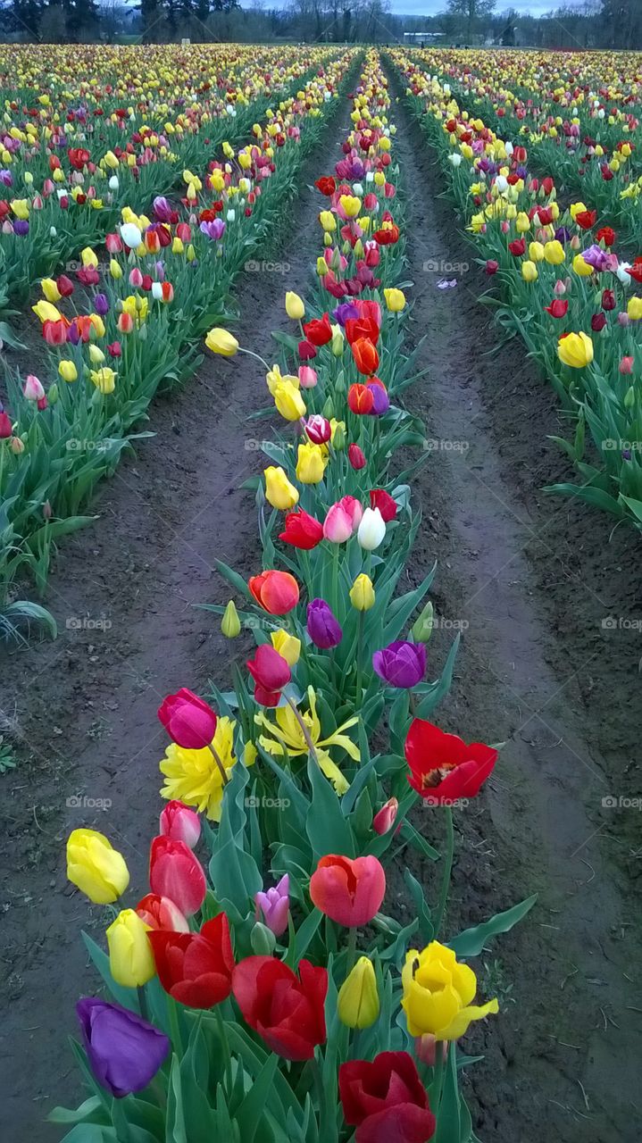 Tulip field