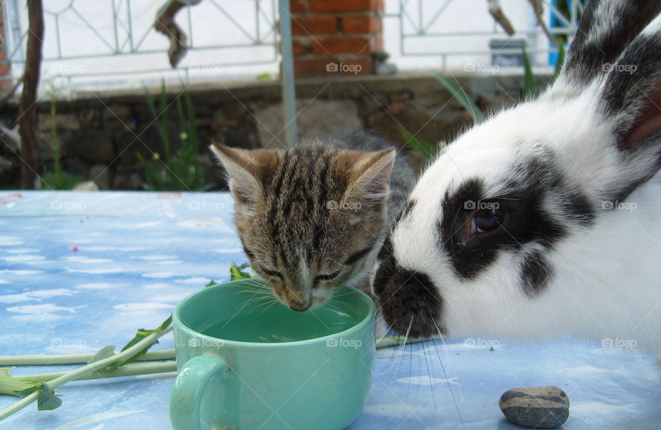 A cute kitten drinking water and a bunny beside it