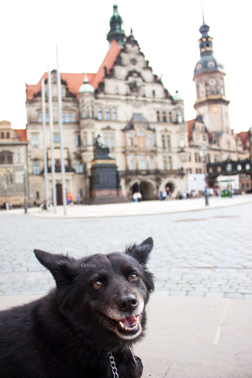 Dog in Dresden