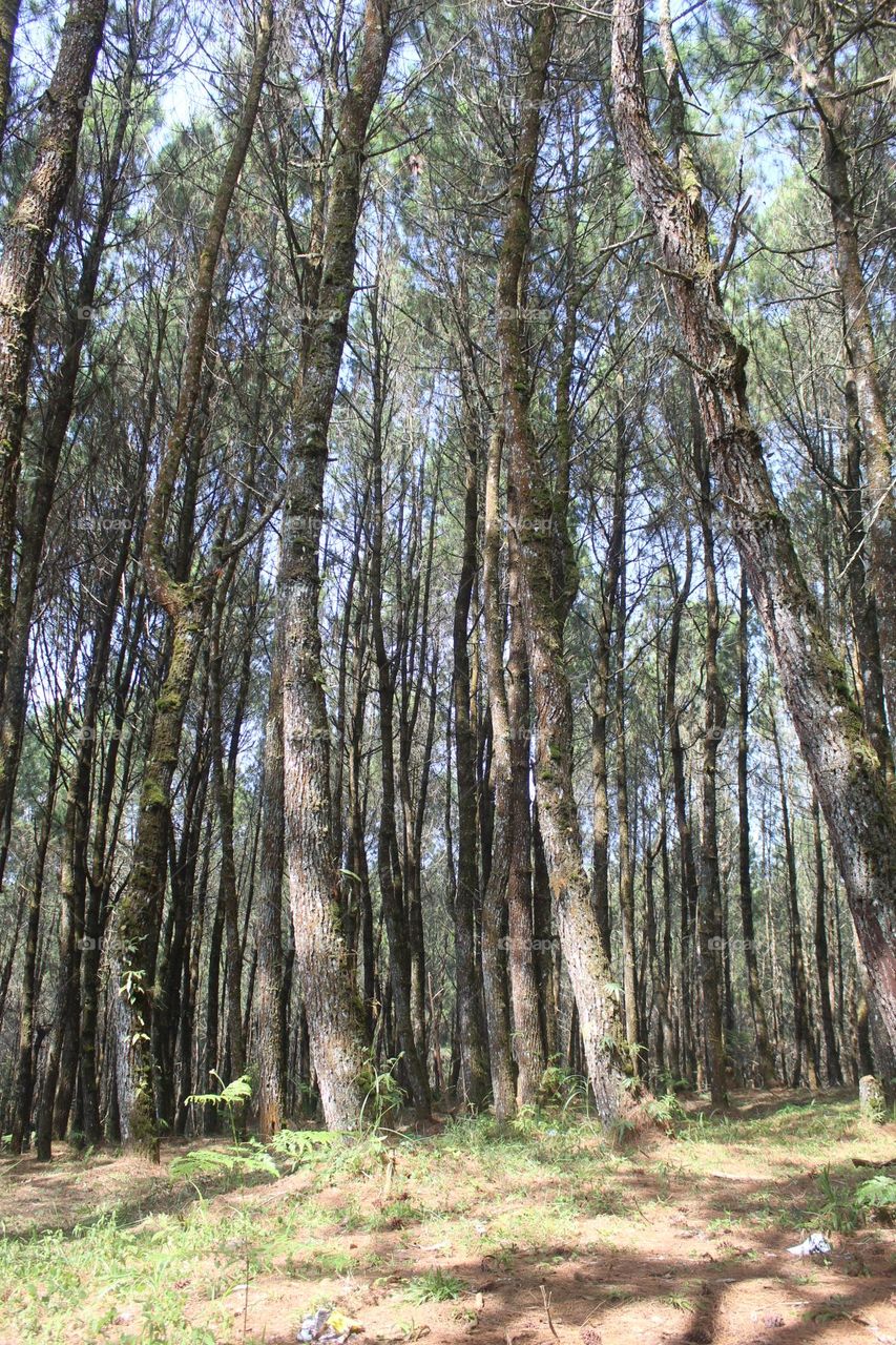 pine forest