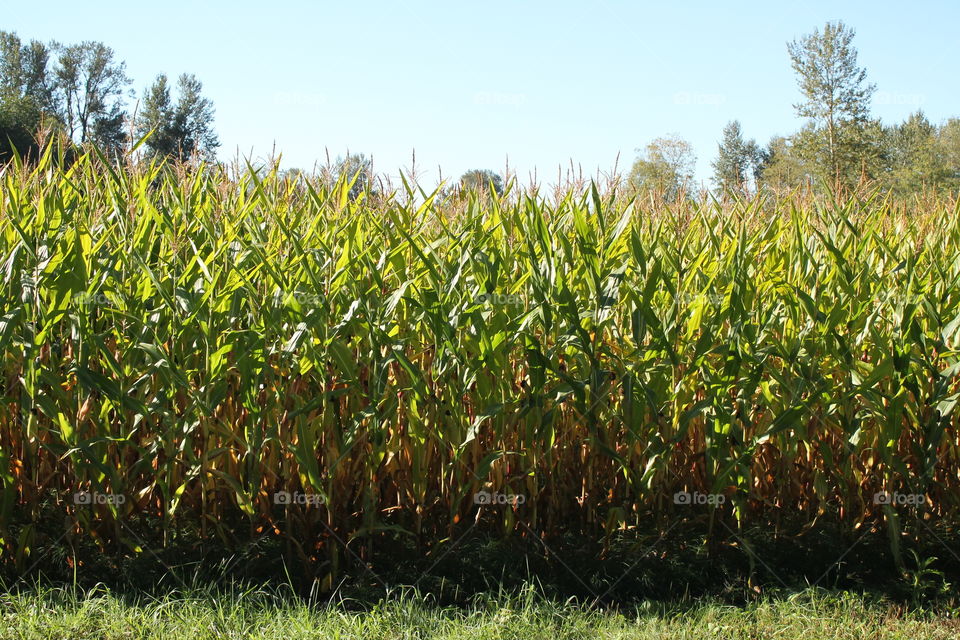 corn field