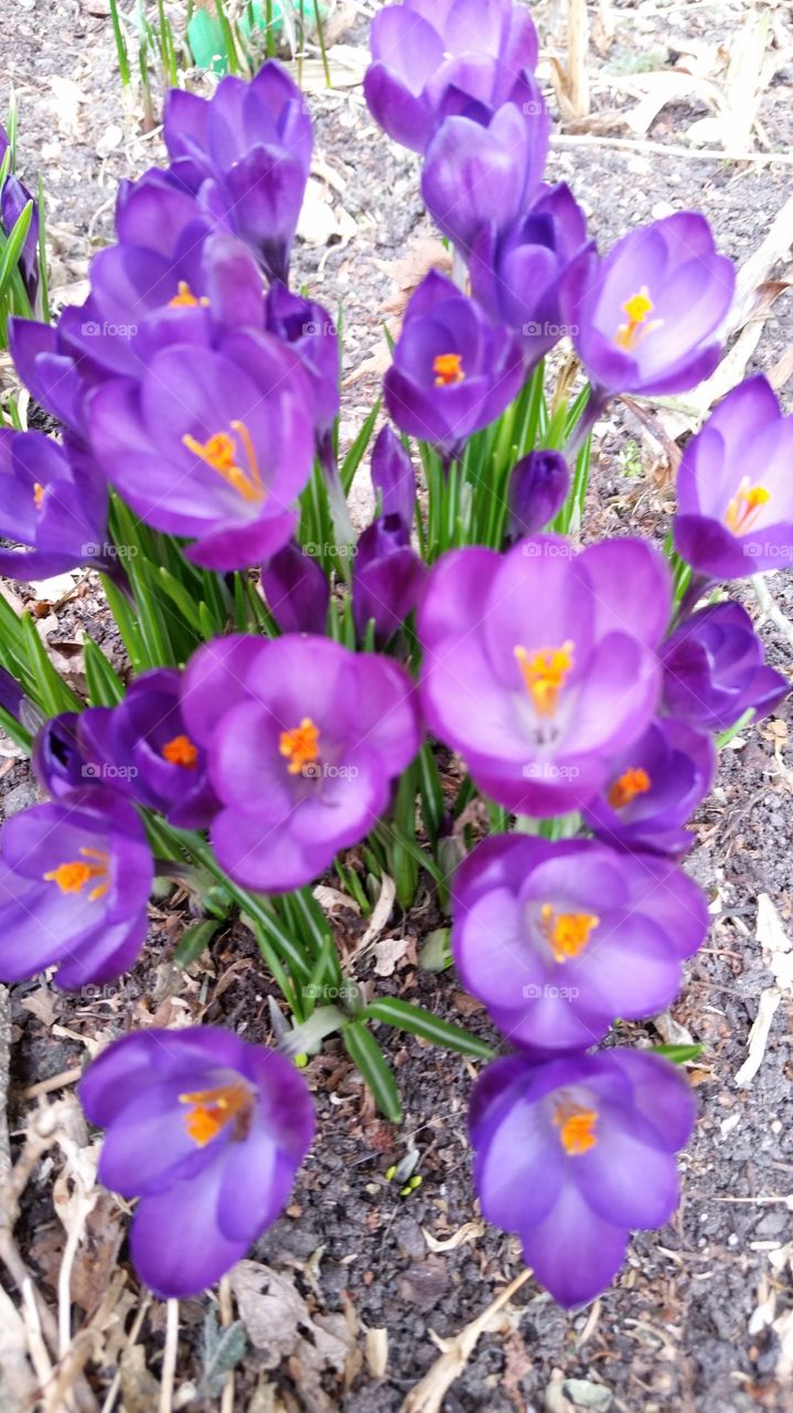 My Crocus. first flower of 2015