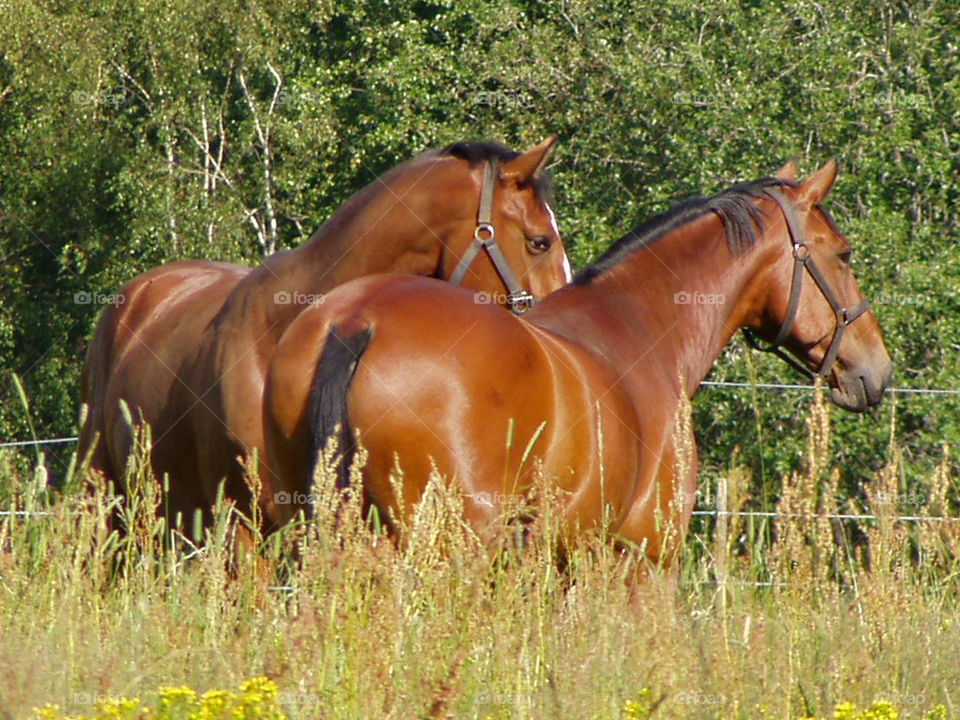 Horses enjoying the sun and grass - best friends 
Hästar sommarbete