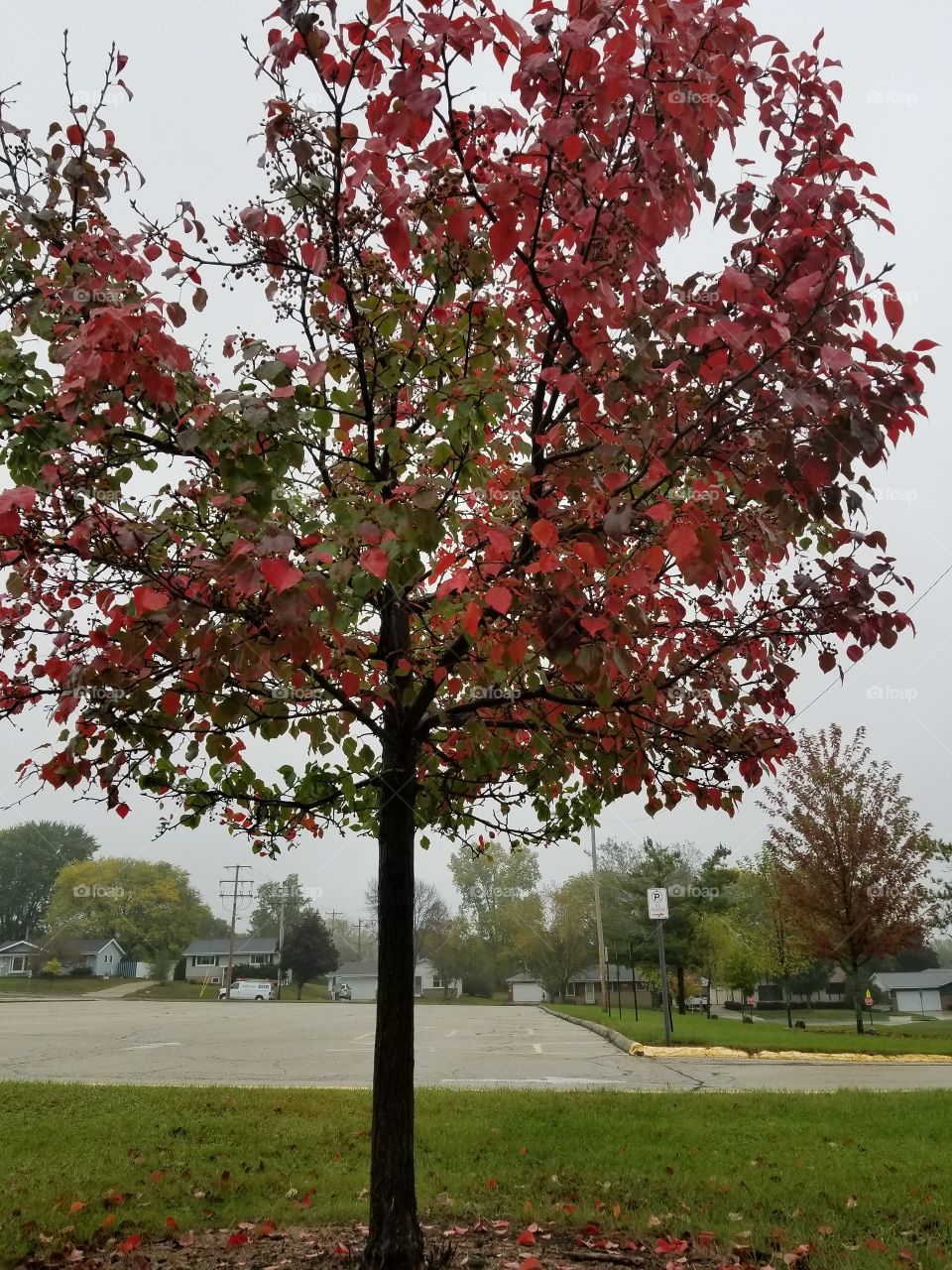 A Rainy Autumn Day Through A Raindrop Covered Windshield.