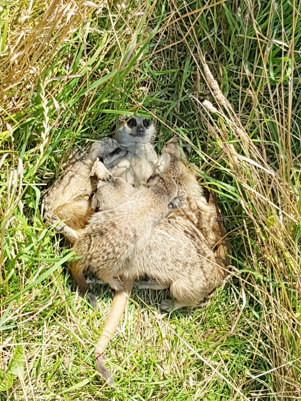 Meerkats resting