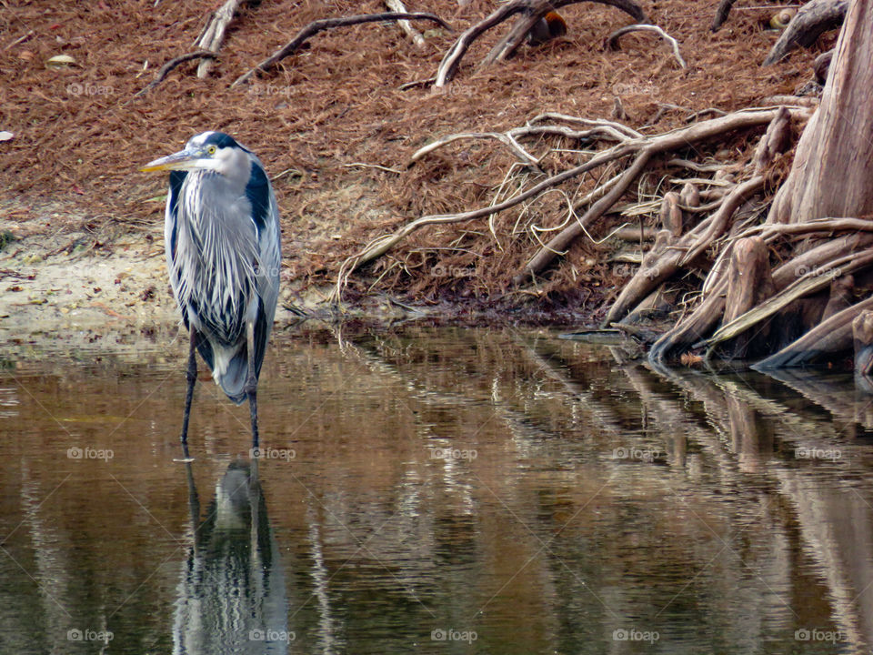 Great Blue Heron
