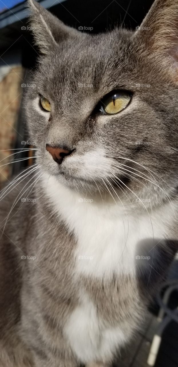 close up of grey cat with pretty eyes