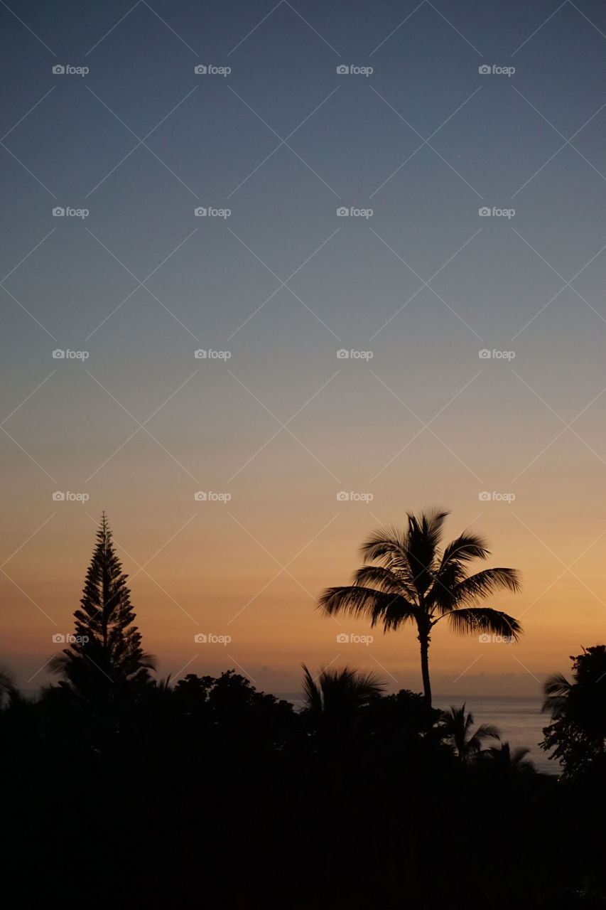 Palm Sunset 