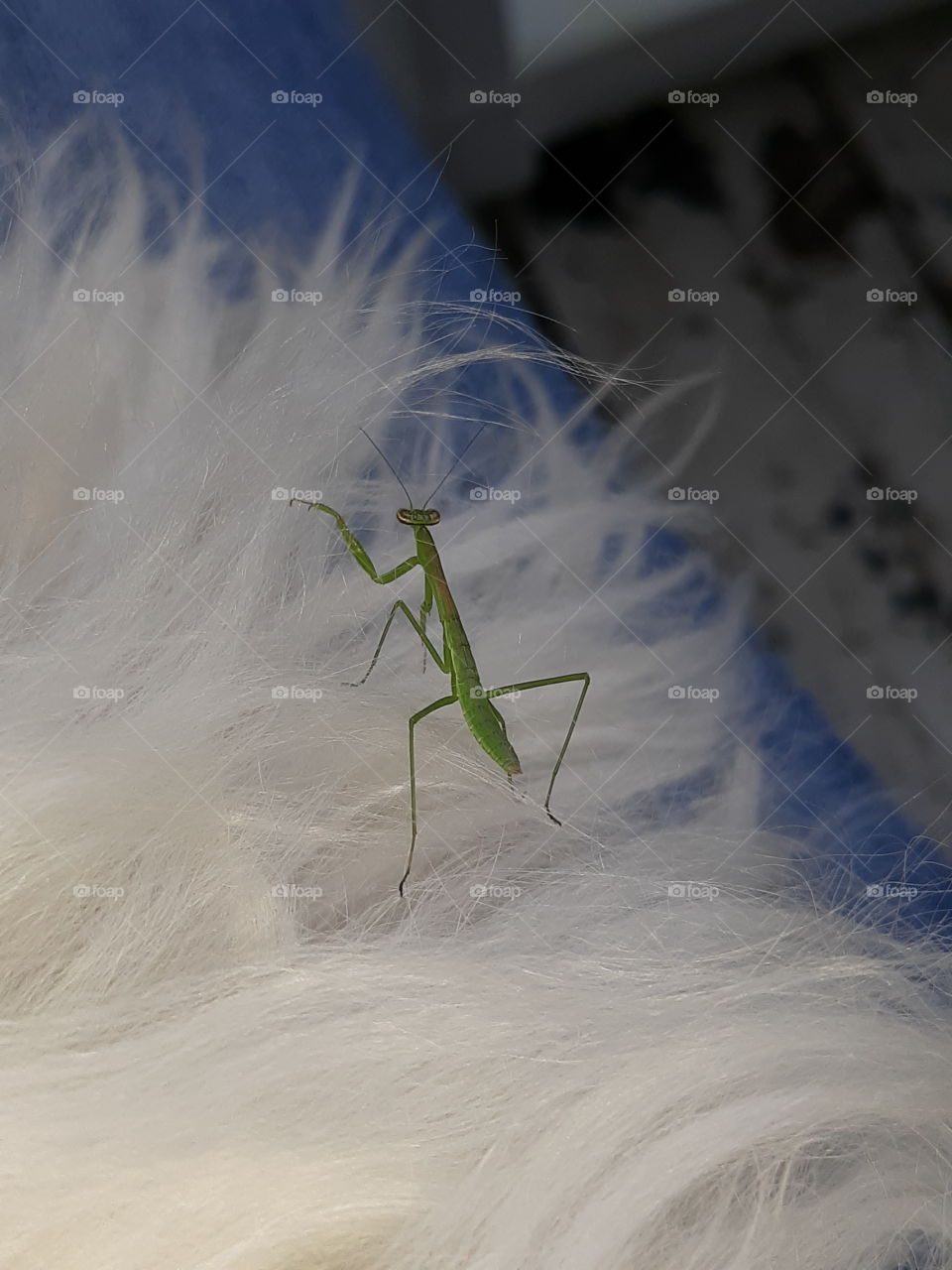 Baby Praying Mantis walking around on my dog!