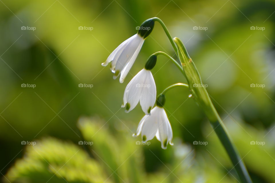 three little white flowers blooming in an outdoor community garden.