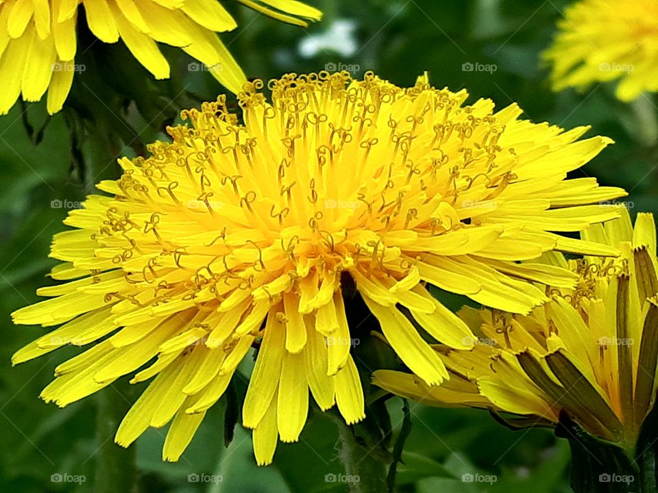Dandelion (maslačak)