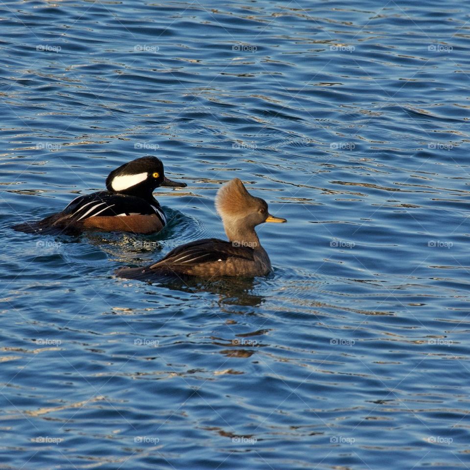 Hooded Merganser couple