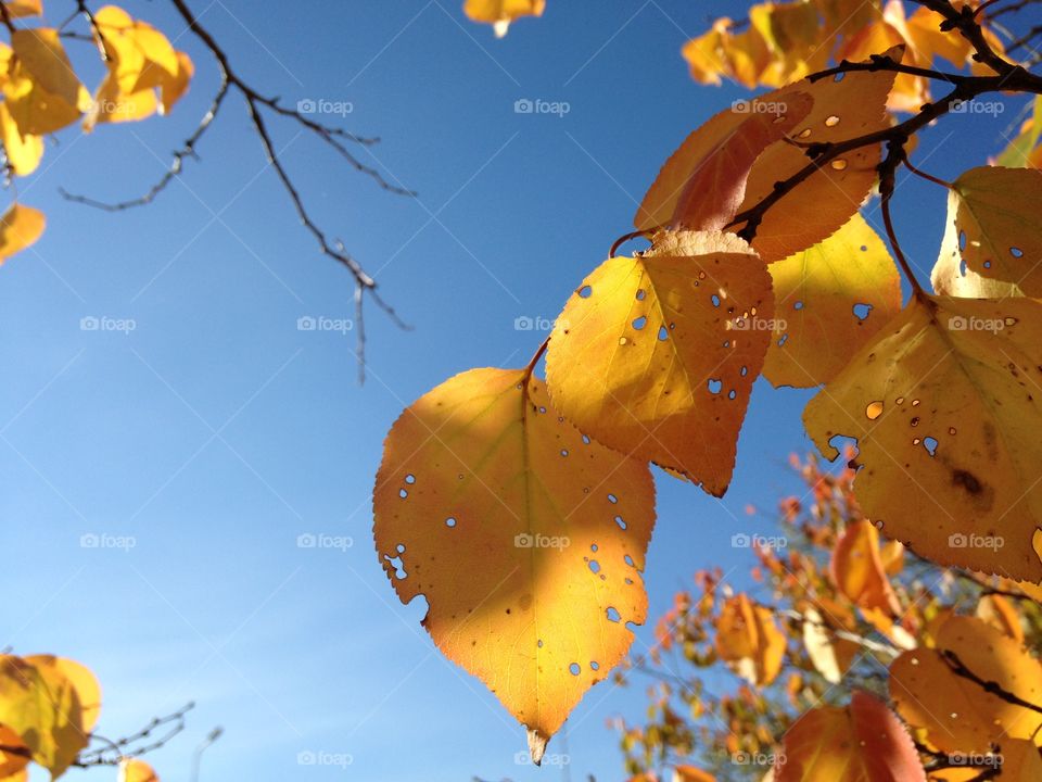 Bright yellow macro leaves 