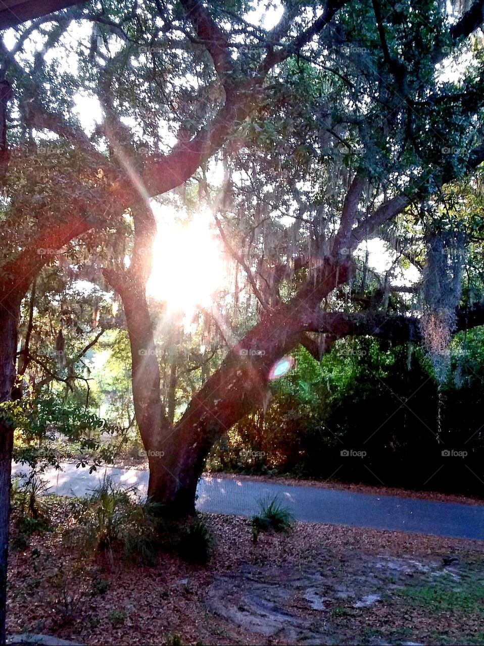 Goodmorning sunrise . Shining beautiful through the Live Oak