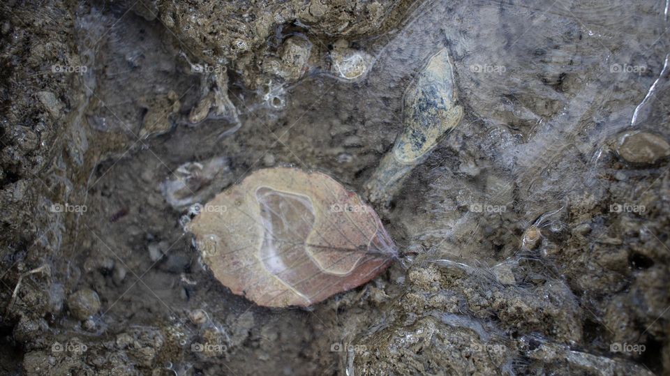 A leaf under the ice