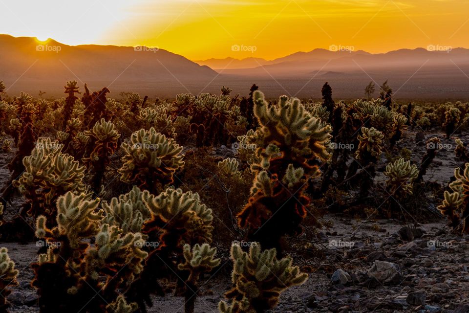 Sunrise over Cholla Cacti 