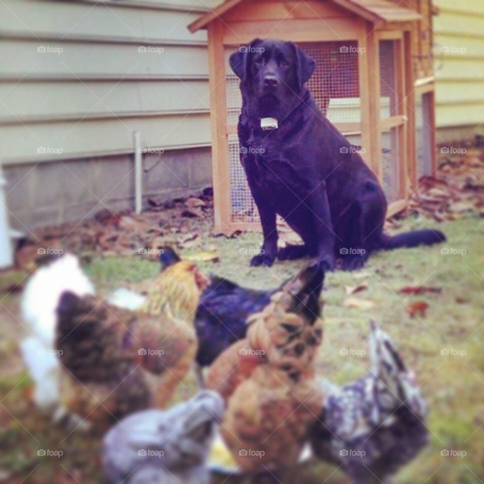 Sad dog, happy chickens