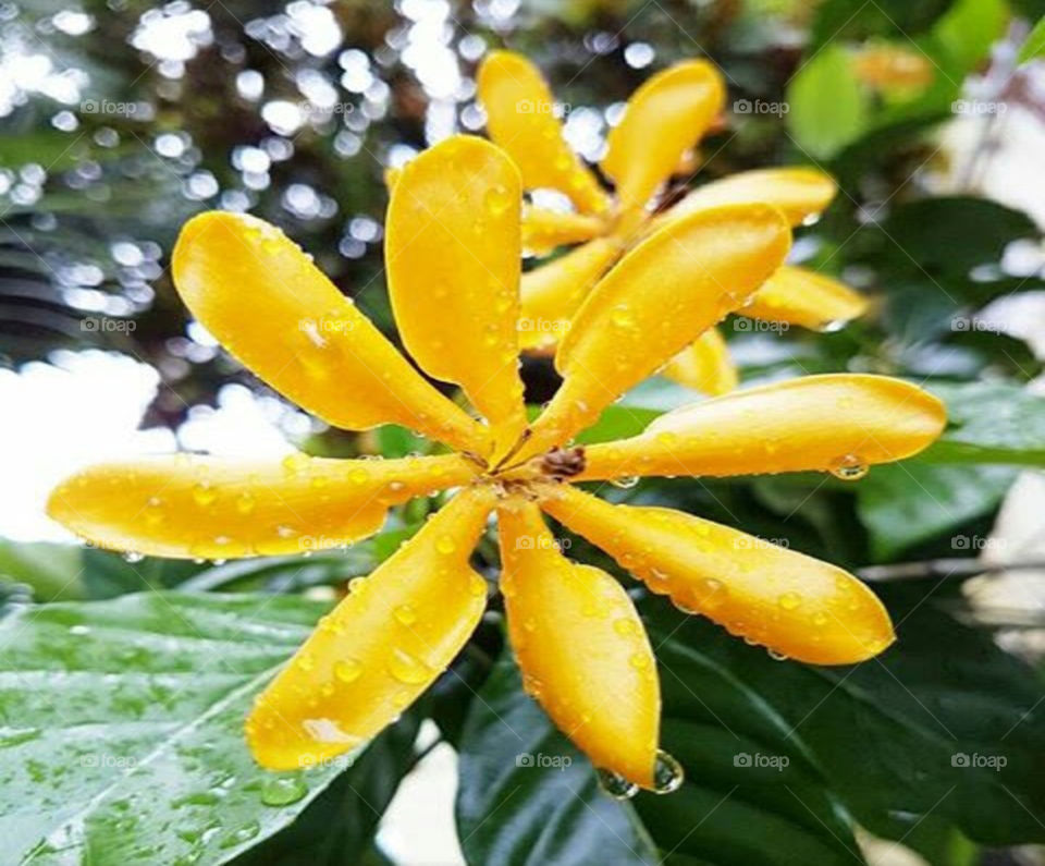 Yellow gardenia flower