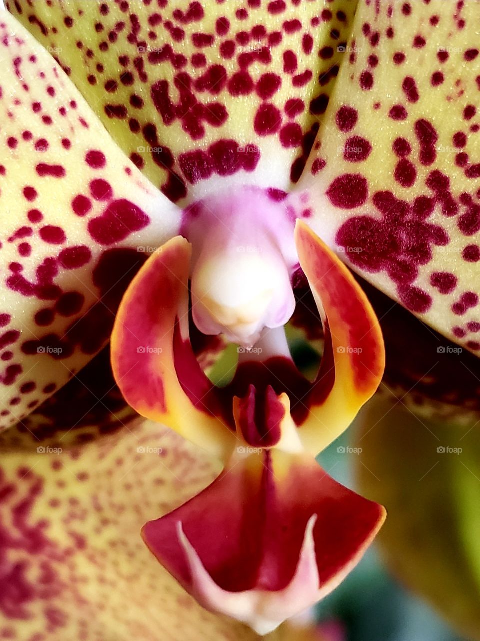 closeup orchid