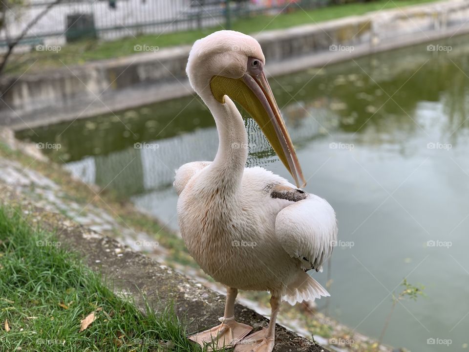 Zoo park bird 