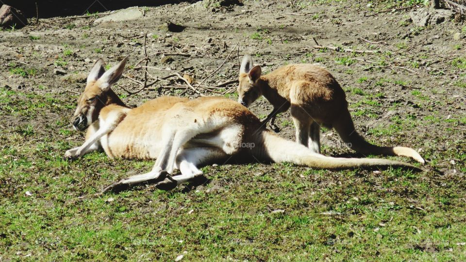 kangaroos family relax in the sun