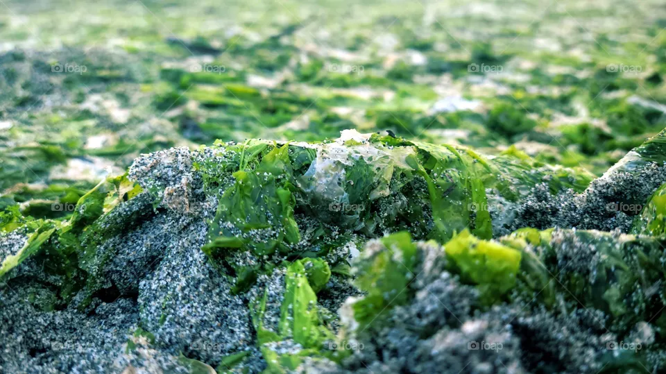 seaweed