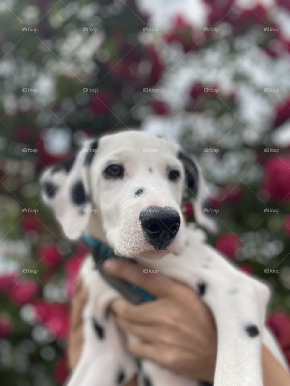 Puppy Dalmatian 
