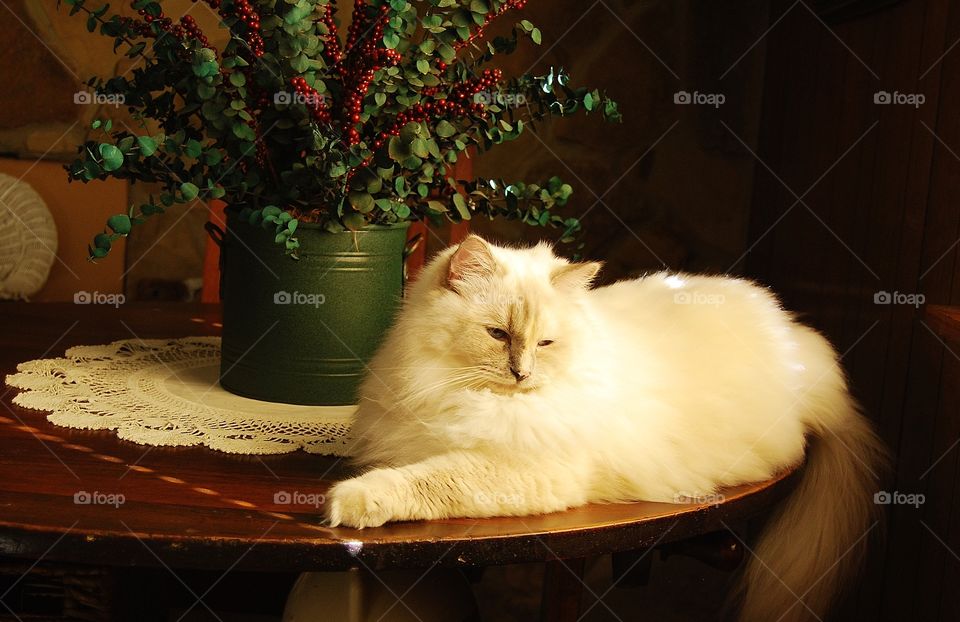 White cat resting on table