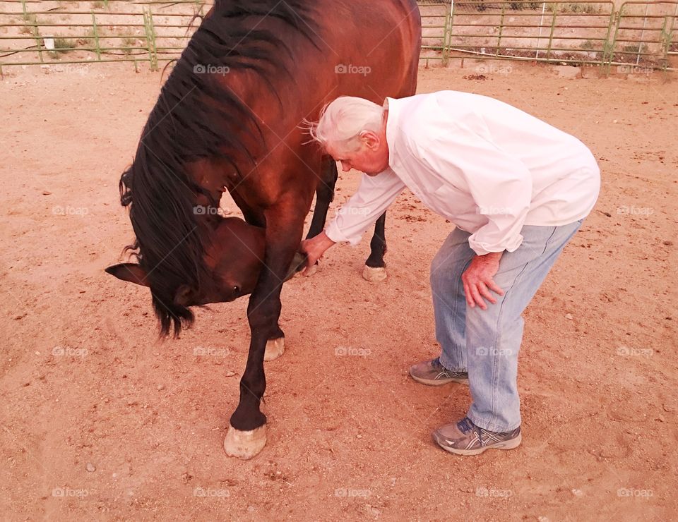 Senior man with brown horse