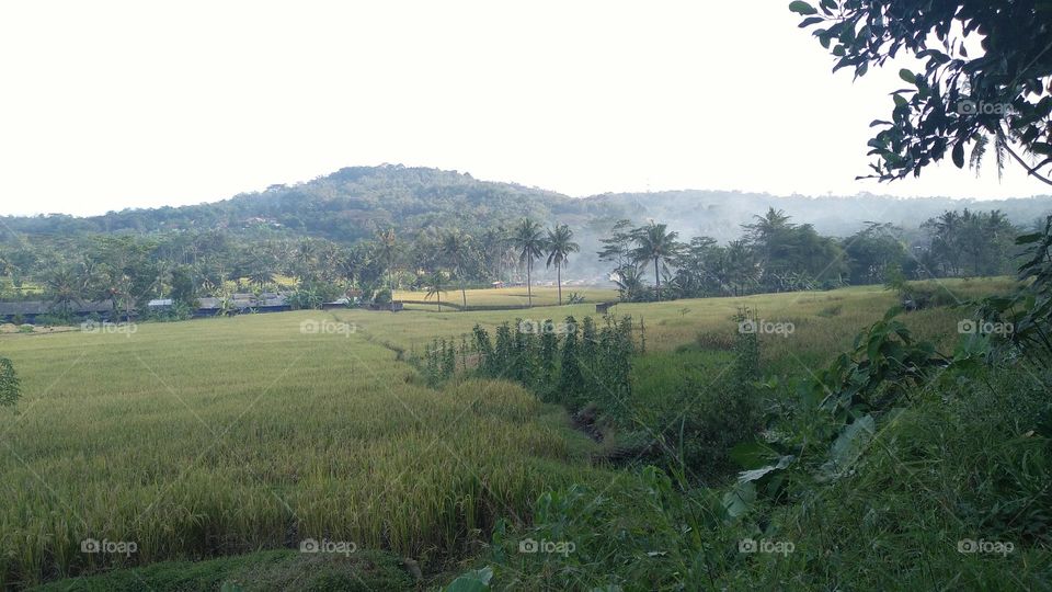 Beautiful view in the afternoon in the rice fields