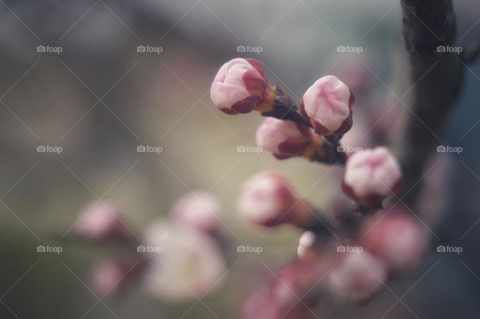 pale pink buds of fruit tree flowers. blooming apple tree . spring photo