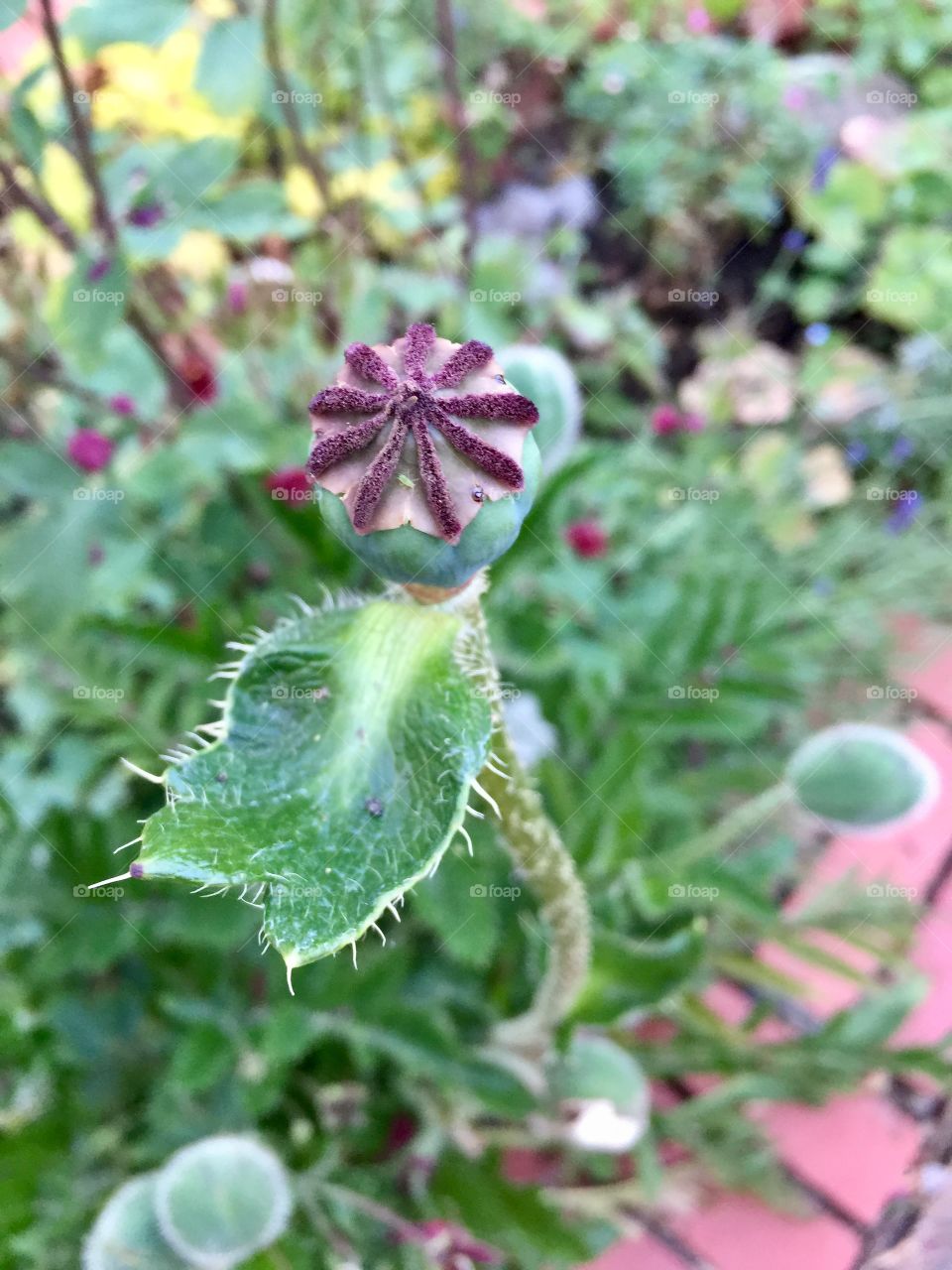 “I will survive”, a white poppy after shedding her petals. She will return stronger next season.