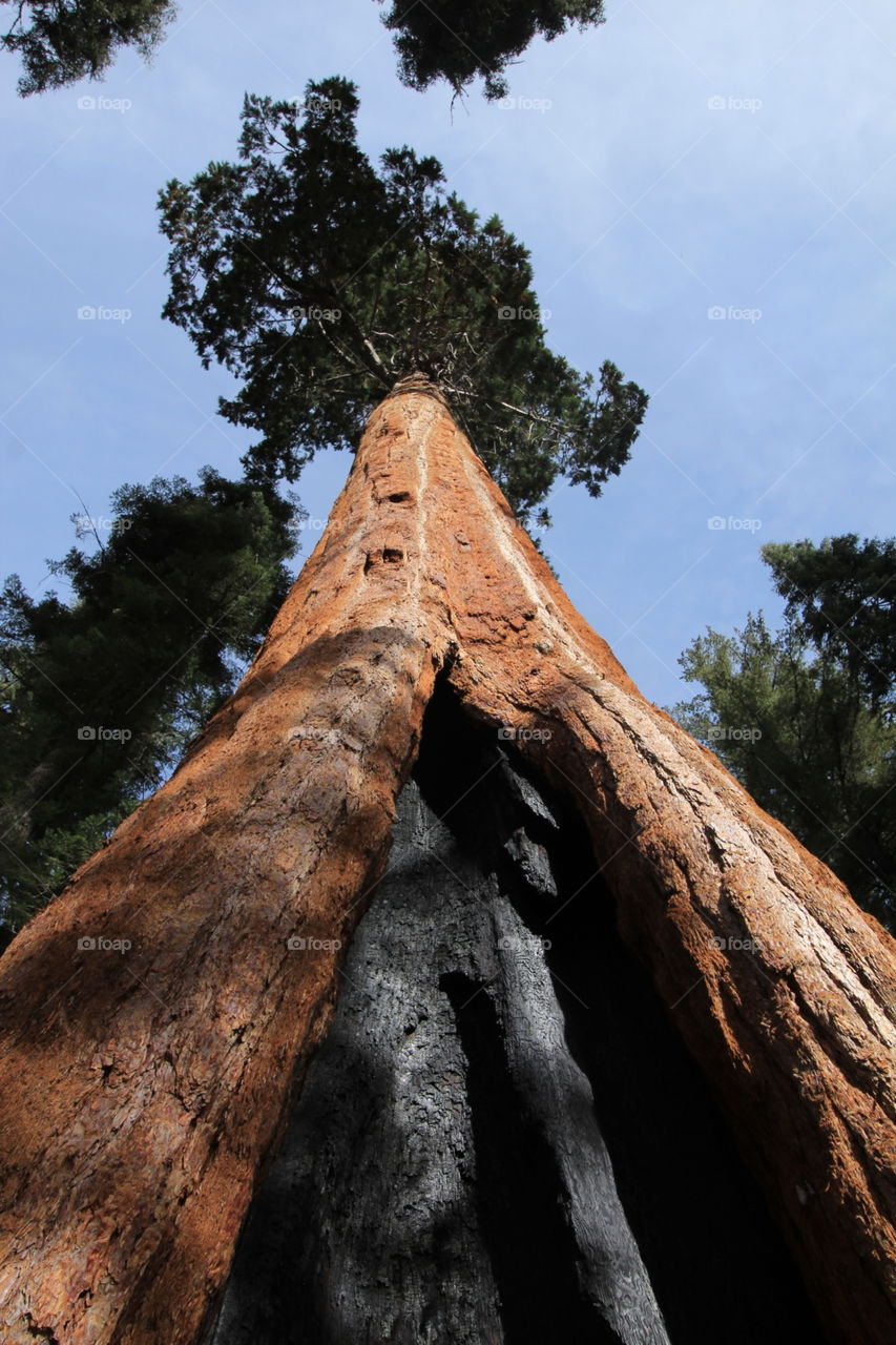Sequoia up
