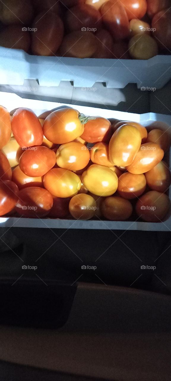 tomato crop