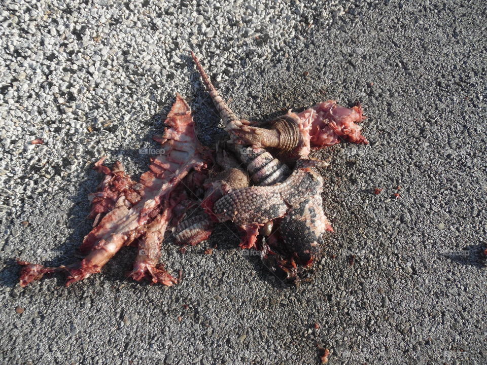 armadillo squash 2. This used to be a Texas armadillo but it was ran over by a car 🚗. 👣 🚶 🏃 🔥 💨