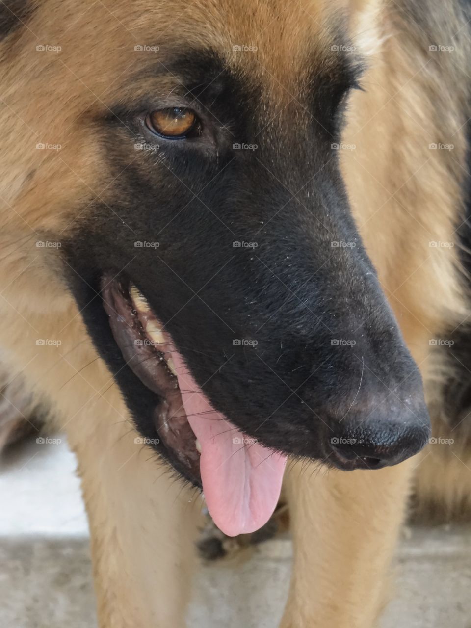 German shepherd guarding the home