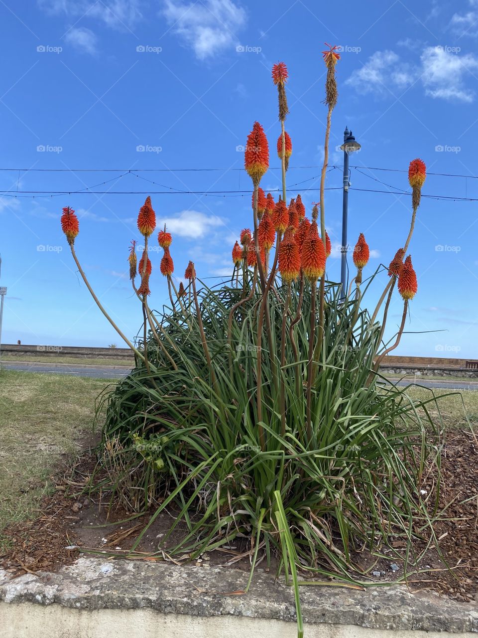 Some outstanding ”red hot pokers” offering quite a presence on Teignmouth, Devon seafront.