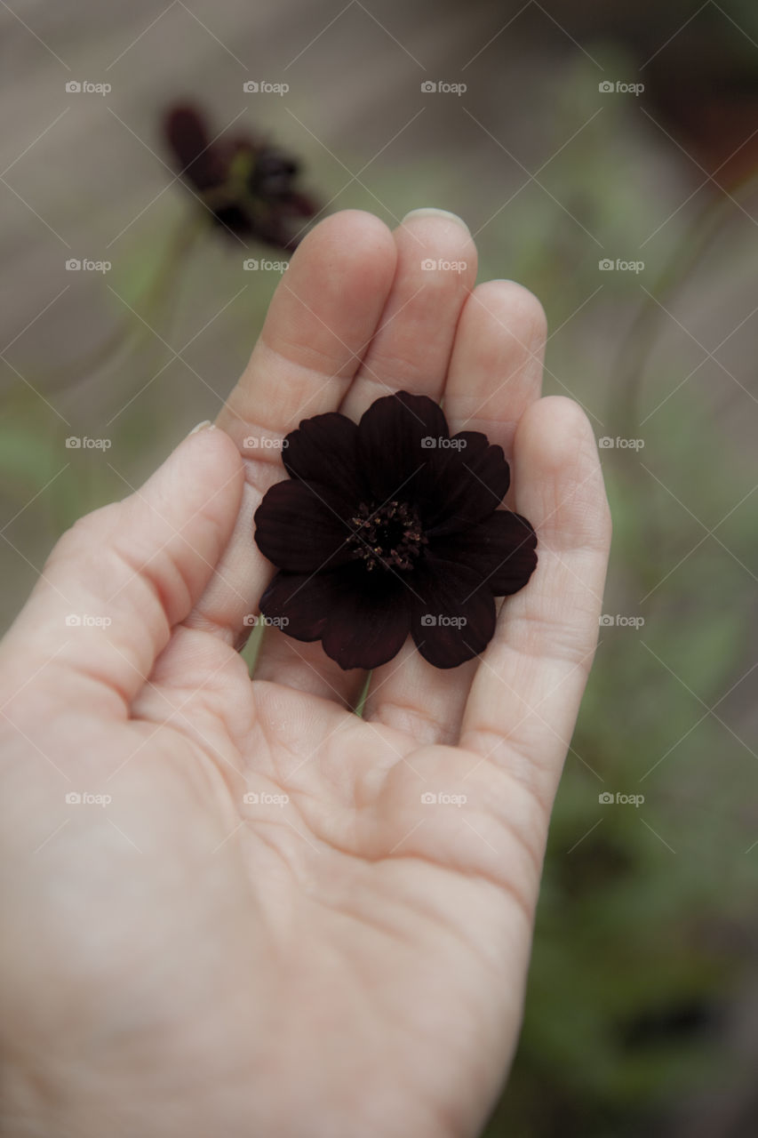 Hand or palm with chocolate flower