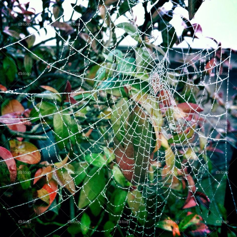 Spider web