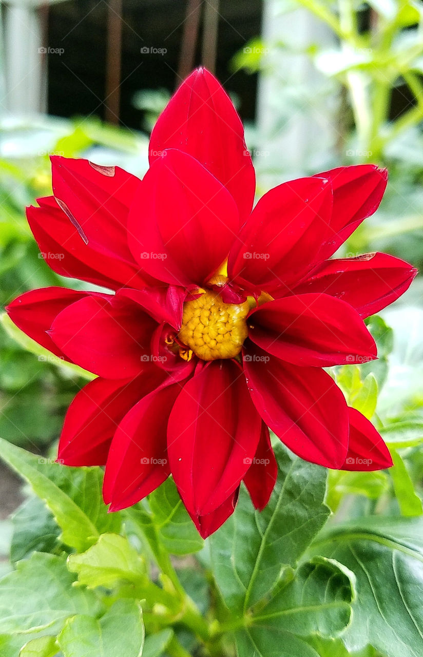 Red Dahlia