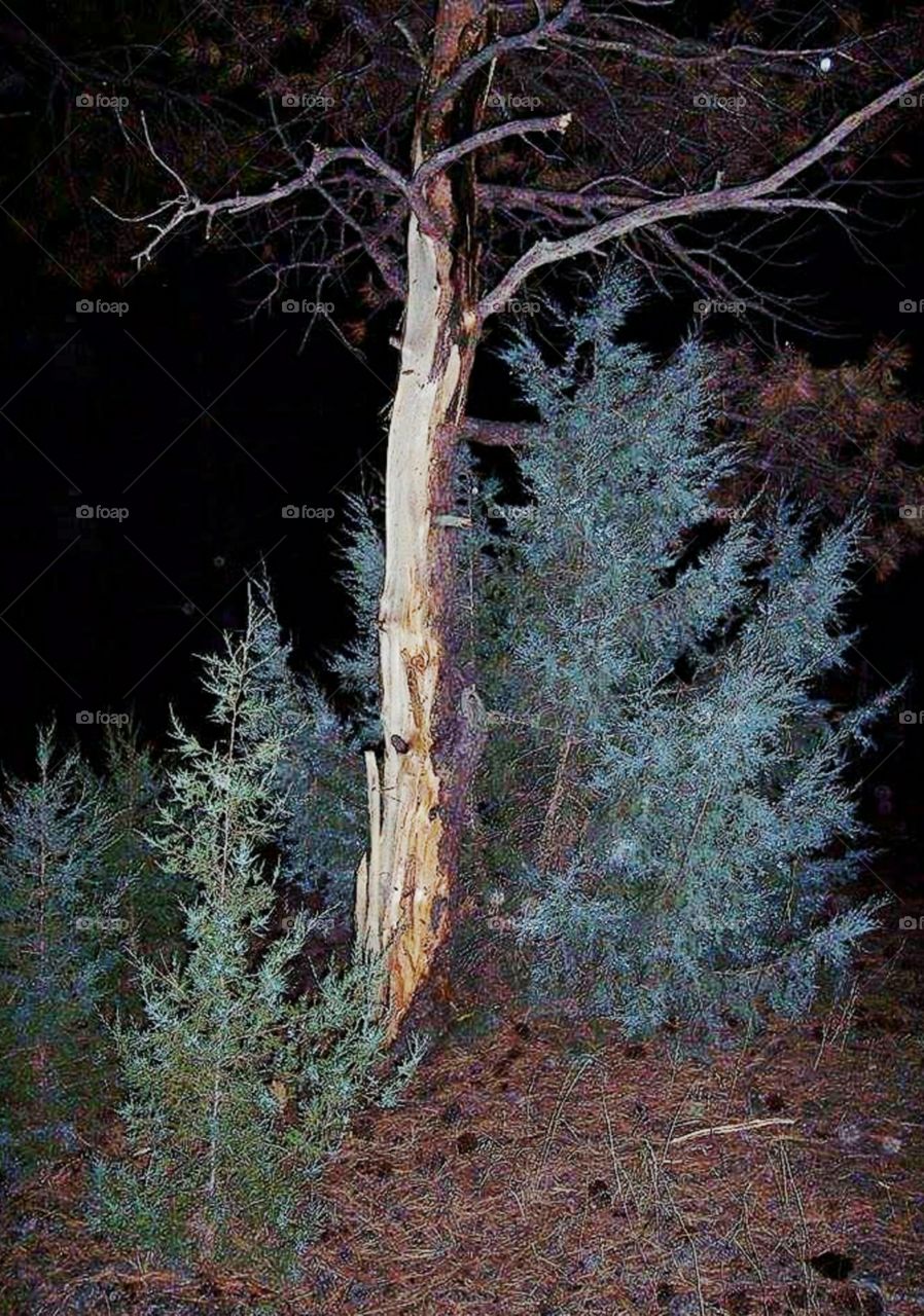 Tree shortly after being struck by lightning