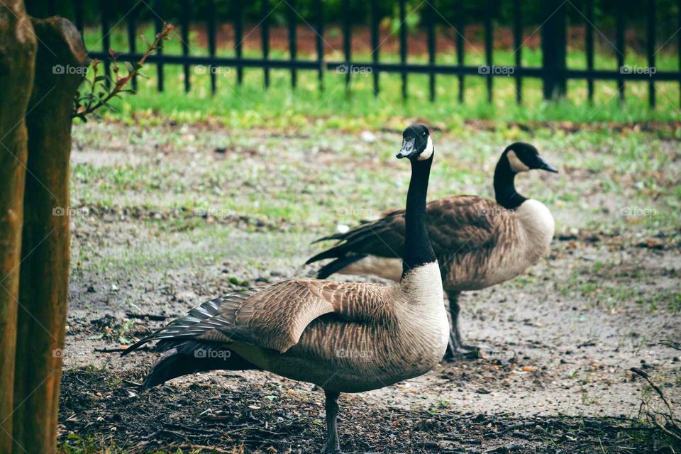 Canadian geese