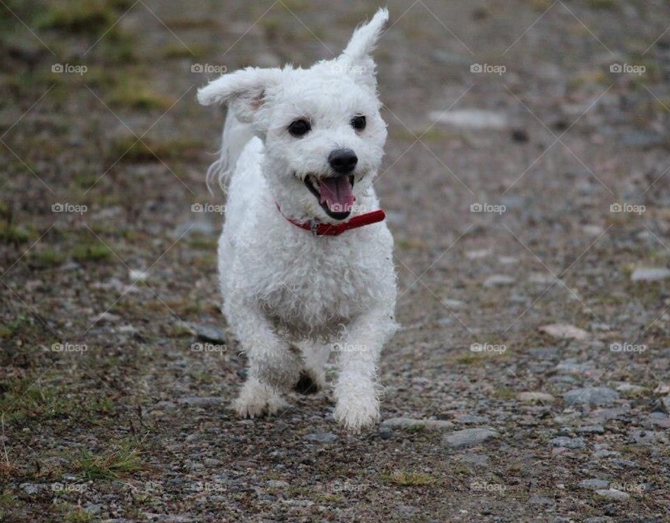 Happy puppu, bichónfrise , running, nature , free, white , dog