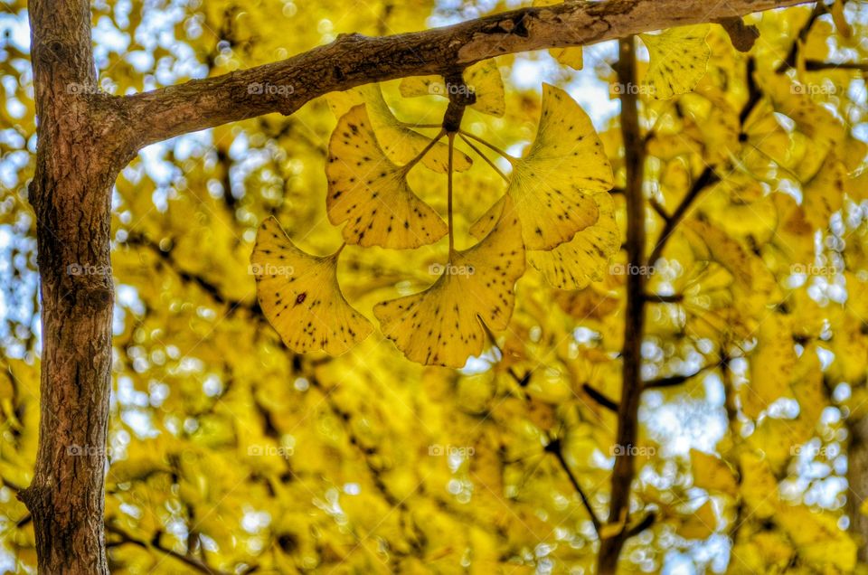 yellow ginko leaves