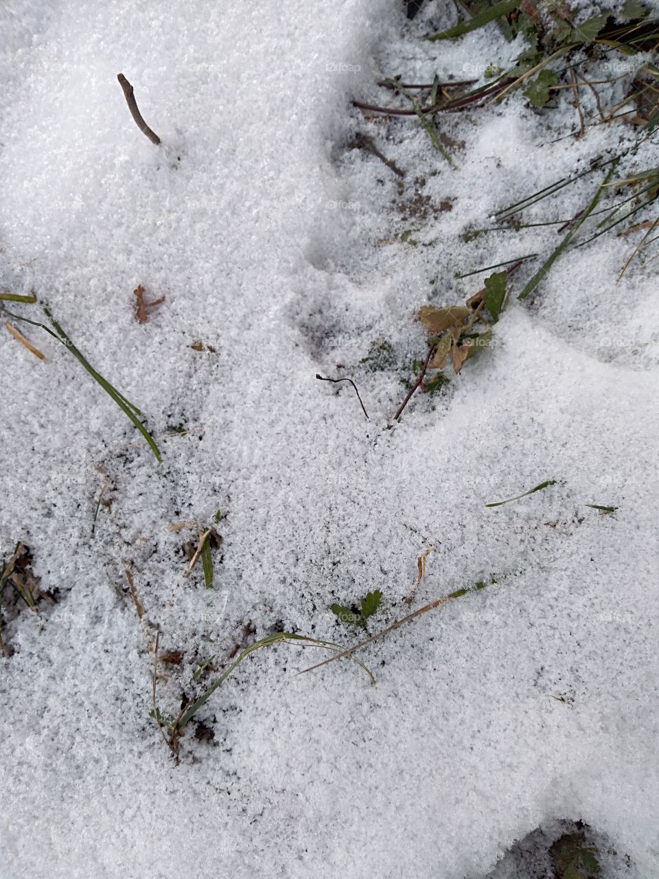animal footprints on the snow