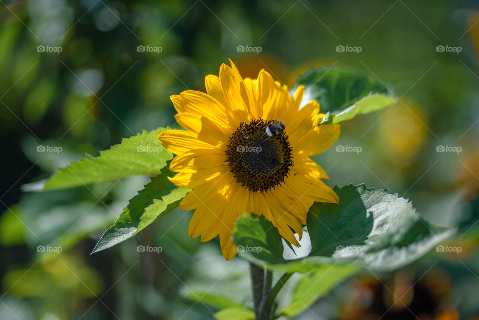 sunflower smile and bumblebees