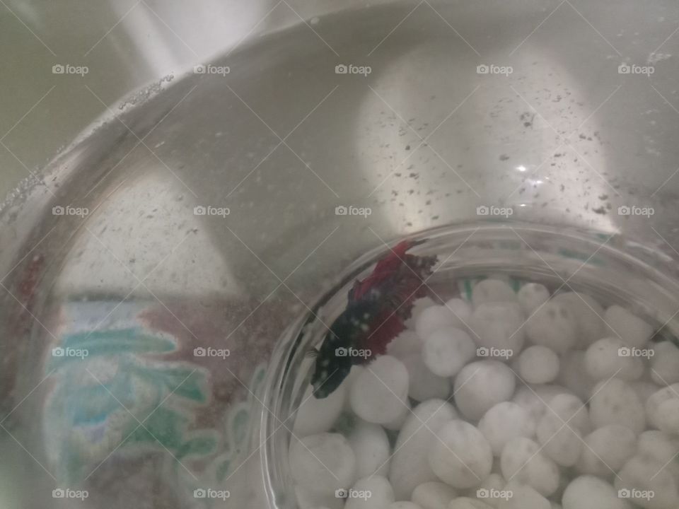 Fighter.
Just alone & being beautiful is something special.🤩❤️💫