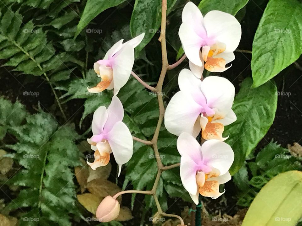 White Orchids with Green Leaves and Foliage 