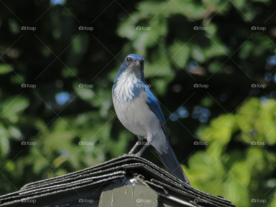 Scrub Jay 